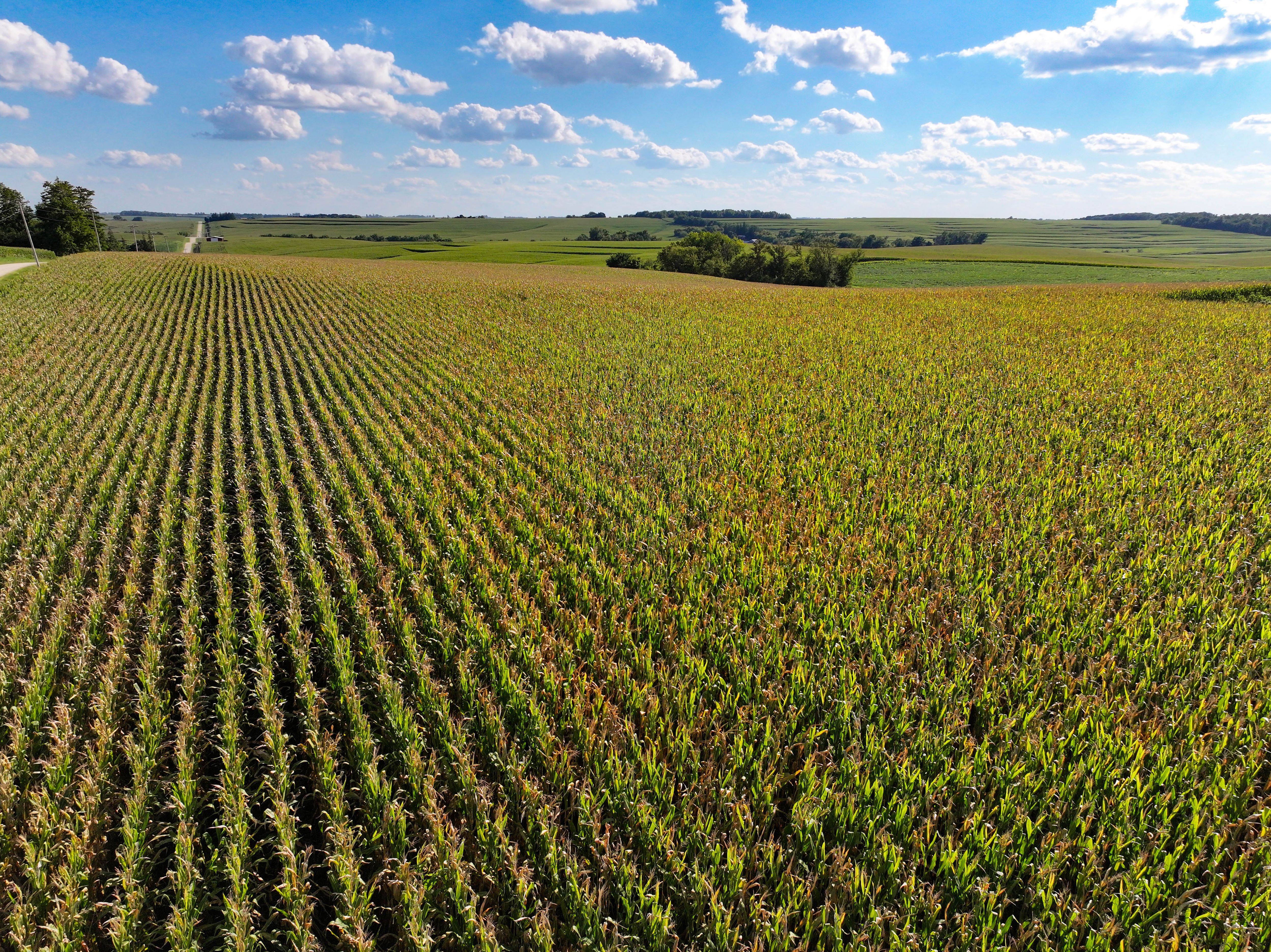 Listing Photo: 14-Allamakee Co IA Land Auction